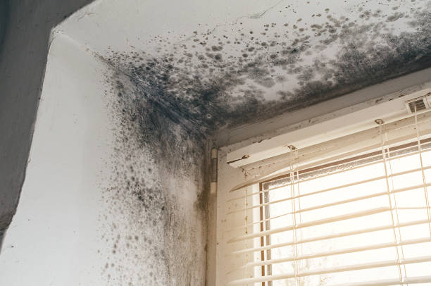 Affordable Black Mold Remediation solutions in Decatur, TX